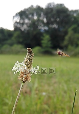 昆蟲,花,草地