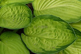 葉子,植物,自然