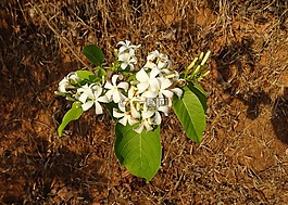 花,白,野生