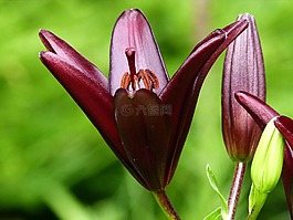 百合,紅色,花園