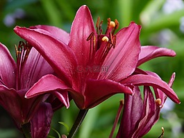 紅色,百合,花園