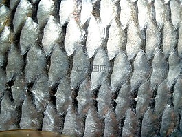 魚,鯉魚,餐