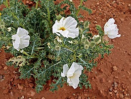 野花,墨西哥罂粟,花