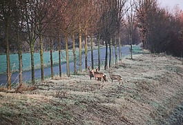 鹿,wildwechsel,路