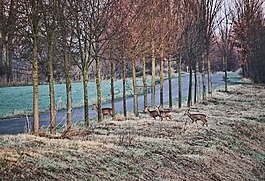 鹿,wildwechsel,路