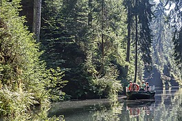 峽谷,引導(dǎo),kirnitzschklamm