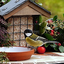 動物,鳥,山雀