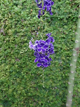 鮮花,性質,植物
