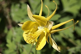 百合,花,野花