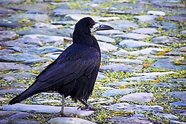 烏鴉,黑色,鳥(niǎo)