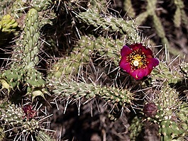 仙人掌,開(kāi)花,花