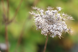雜草,花,花園