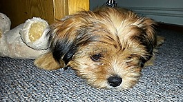 狗,小狗,可愛