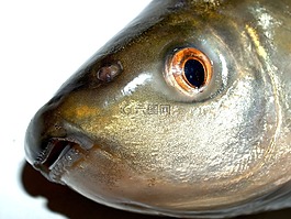 魚,鯉魚,餐