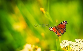 蝴蝶,性質,錯誤