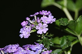 serfina,鲜花,紫