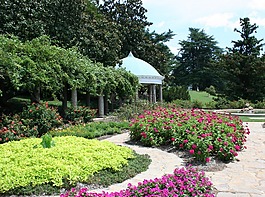 花園,鮮花,路徑