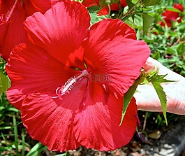 槿,紅色的花,夏天