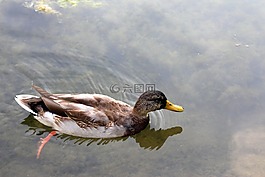 鳥,野鴨,野生鳥類