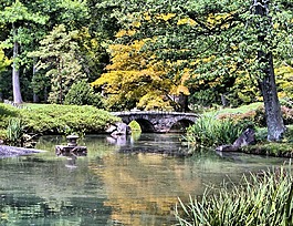 日本花園,石橋,池
