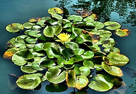 水百合,池,浮動(dòng)