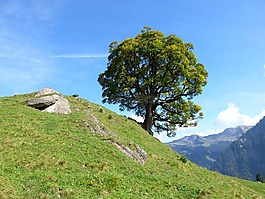 樹(shù),徒步旅行,性質(zhì)