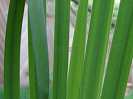 蘆葦,百合,水