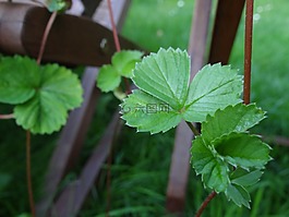 草莓,草莓植株,分支机构