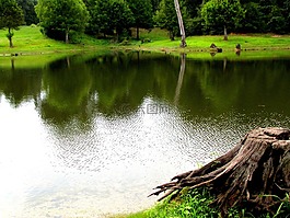池,水,綠色