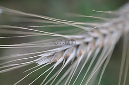 谷物,農(nóng)業(yè),字段