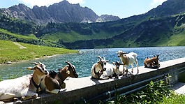 蒂罗尔,tannheimertal,顶部的池