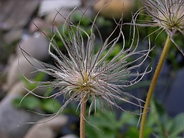 花园,花,种子是