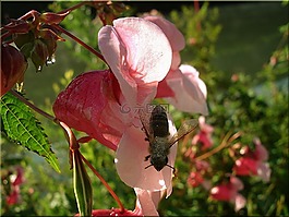 開花,關(guān)閉,蜜蜂