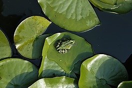 青蛙,蛙池里,绿色