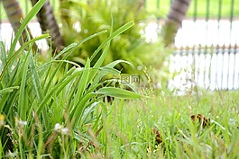 plantas,迪斯,gramando