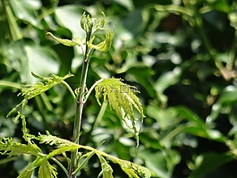 植物,葉,干