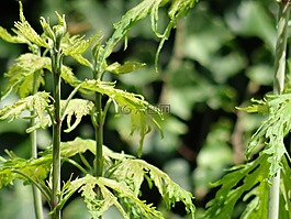 植物,葉,干
