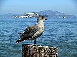 海鷗,鳥,自然