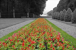 花,紅色,鮮花