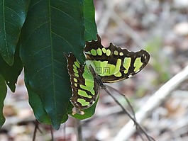 蝴蝶,性質(zhì),翅膀