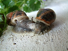 腹,蝸牛,小灰