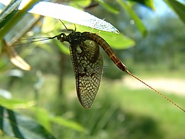 短暂,一天飞,脆弱的昆虫