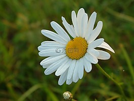 花,瑪格麗特,春天