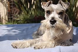 狗,寵物,schnauzer