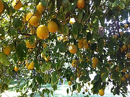 柑橘,檸檬,有機(jī)