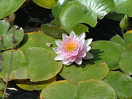 花,蓮花,水生