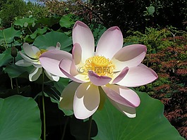 蓮花,花,性質(zhì)