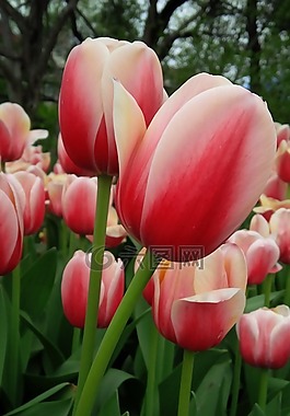 郁金香,花,自然