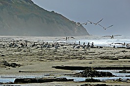 鵜鶘,海灘,海岸線