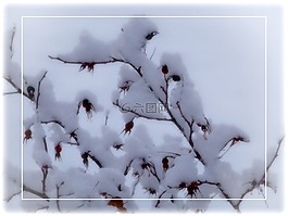 玫瑰果,冬天,雪